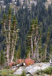High Pines Color